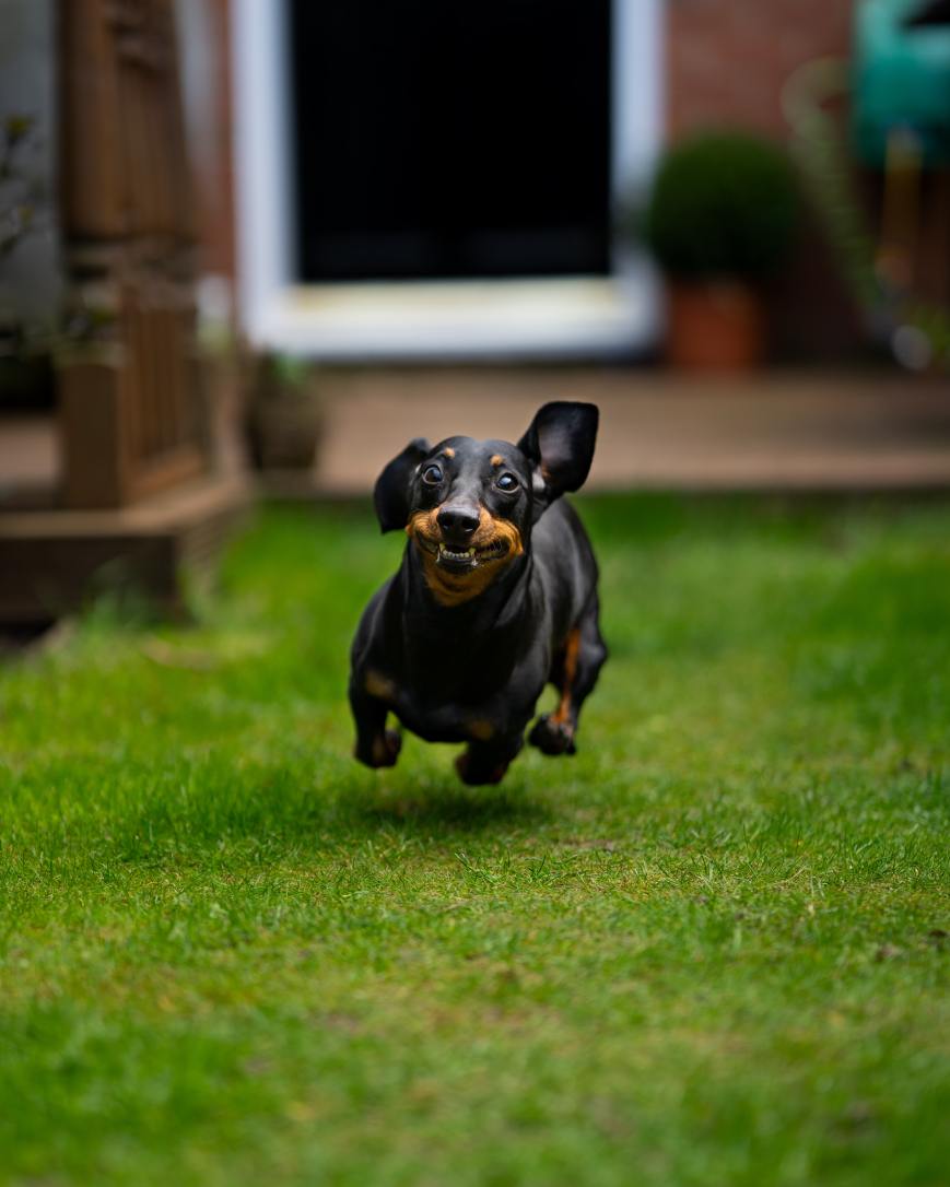 Dachshund Racing For Oktoberfest
