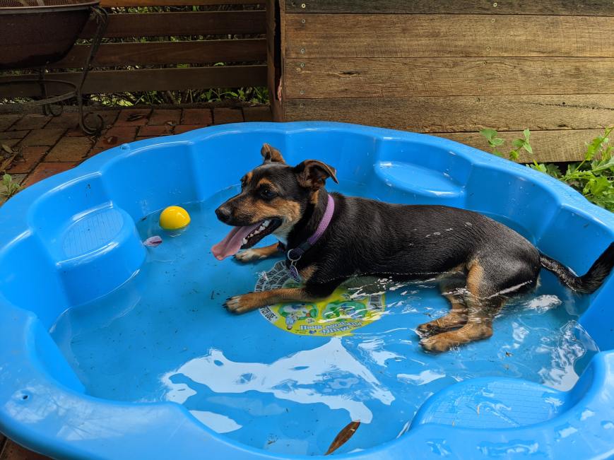 A Baby Pool Is A Useful Tool For Dog Owners